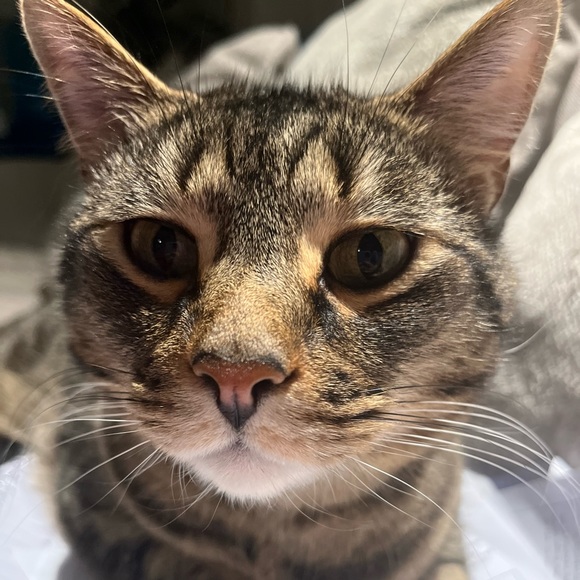 Meet your Posher, Madeline - Picture 1 of 1